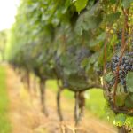 Greenhouse Winery – Rillton