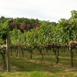 Halbrendt Vineyard and Winery