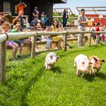 Harbes Family Farm - Mattituck
