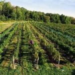 Jilbert Winery / Jhelbare Wines