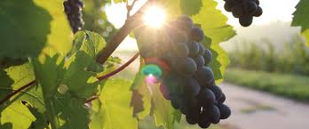 Paradisos del Sol Winery