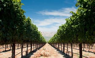 Twin Oaks Vineyard & Winery