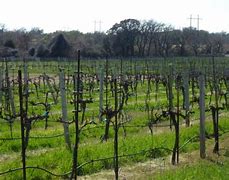 Vines on the Rocks