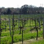 Woodrose Winery & Retreat