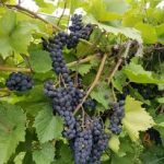 Big Cottonwood Vineyards & Winery