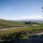 Bitner Vineyards