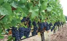 Cherry Creek Vineyard & Winery