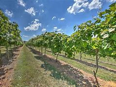 DelMonaco Winery &  Vineyards