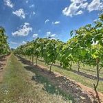 DelMonaco Winery &  Vineyards