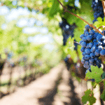 Gander Way Vineyards &  Winery