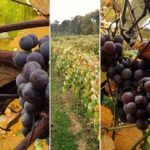 Garden Winery & Vineyard