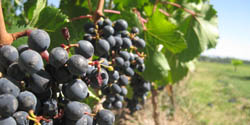 Hartland Winery
