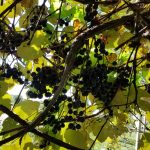 Heavenly Vineyards