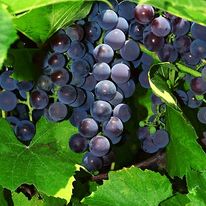 In Vino Veritas Vineyard and Winery