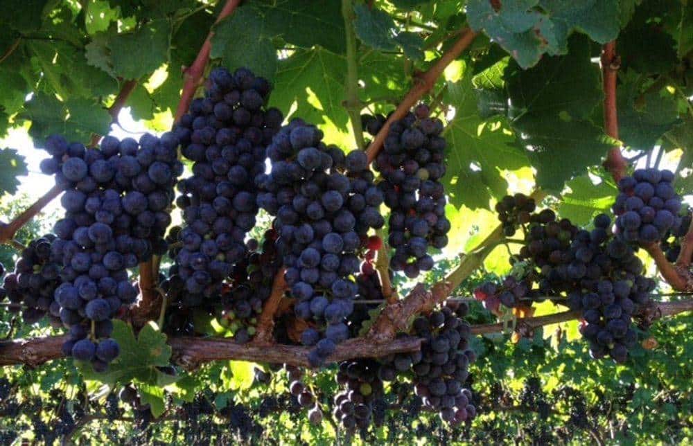 Janemark Winery & Vineyard