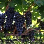 Janemark Winery & Vineyard