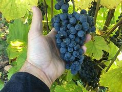 L. Mawby Vineyards-Winery