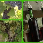 Prairie Crossing Vineyard & Winery