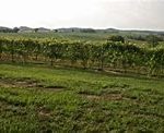 Sandstone Ridge Vineyard & Winery