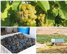 Silver Hills Vineyards & Winery