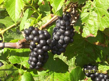 Threefold Vine Winery