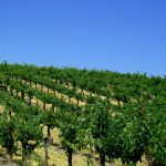 Sodaro Estate Winery