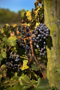 Springhill Vineyard & Winery