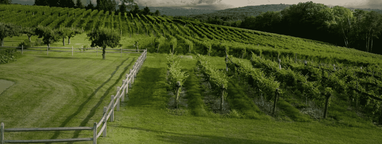 Sunset Meadow Vineyards