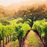 Valley Mist Winery