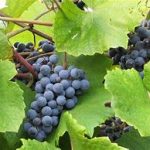 de terra Vineyard & Wines of Somerville
