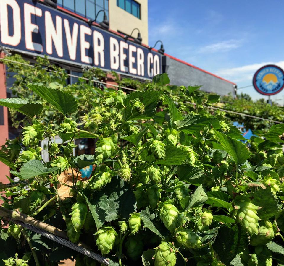 Denver Beer Co – South Downing