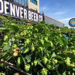 Denver Beer Co - South Downing