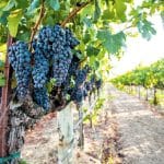 Hartwell Estate Vineyards