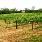 Law Estate Wines