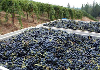 Lucchesi Vineyards & Winery