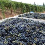 Lucchesi Vineyards & Winery