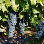 Rabbit Ridge Winery & Vineyard