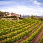 Vine Cliff Winery