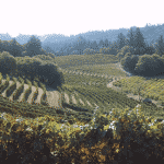 York Creek Vineyards