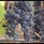 Arrowhead Mountain Vineyard